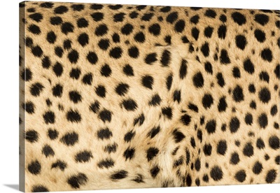Africa, Namibia, Keetmanshoop. Close-up view of cheetah fur.