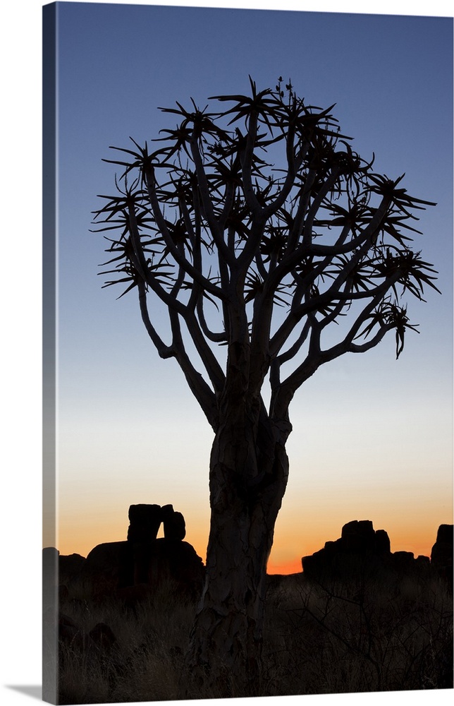 Africa, Namibia, Keetmanshoop, Quiver Tree Forest, (Aloe dichotoma), Kokerbooms.  Quiver trees among the rocks and grass a...