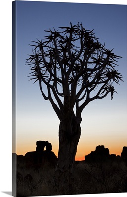 Africa, Namibia, Keetmanshoop, Quiver Tree Forest