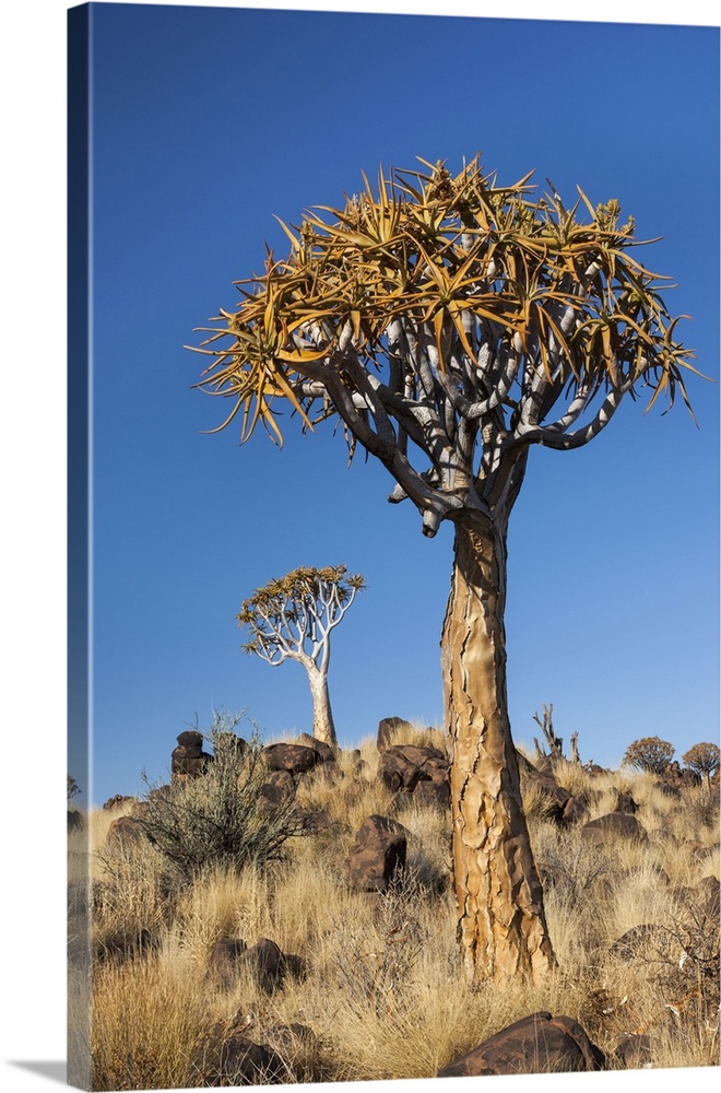 Africa, Namibia, Keetmanshoop, Quiver Tree Forest, (Aloe dichotoma), Kokerbooms.  Quiver trees among the rocks and grass.