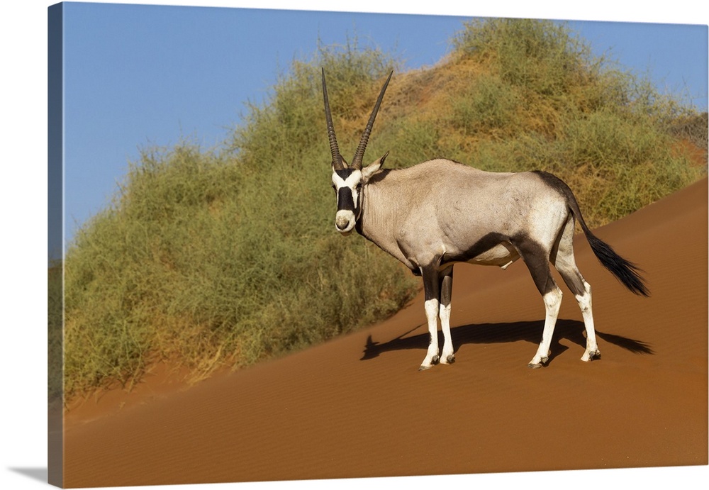 Africa, Namibia, Namib Desert, Namib-Naukluft National Park, Sossusvlei, gemsbok or Oryx (Oryx gazella).  An oryx standing...