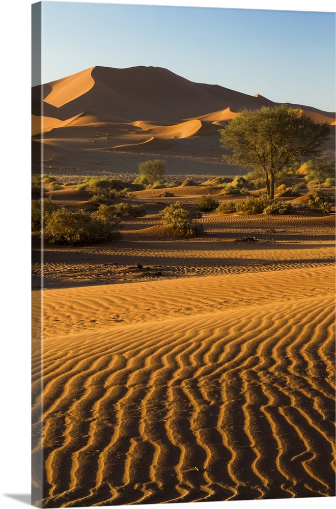 Africa, Namibia, Namib Desert,  Namib-Naukluft National Park, Sossusvlei.  Scenic red dunes with foregrounds of wind drive...