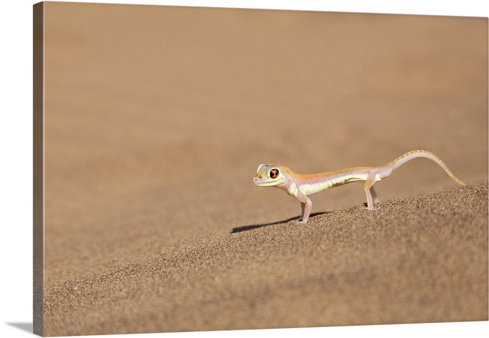 Africa, Namibia, Namib Desert. Palmetto gecko on sand.