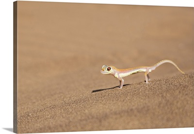 Africa, Namibia, Namib Desert. Palmetto gecko on sand.