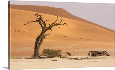 Africa, Namibia, Namib-Naukluft Park, Deadvlei