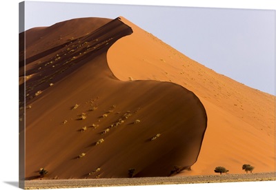 Africa, Namibia, Namib-Naukluft Park. Giant sand dune and trees.