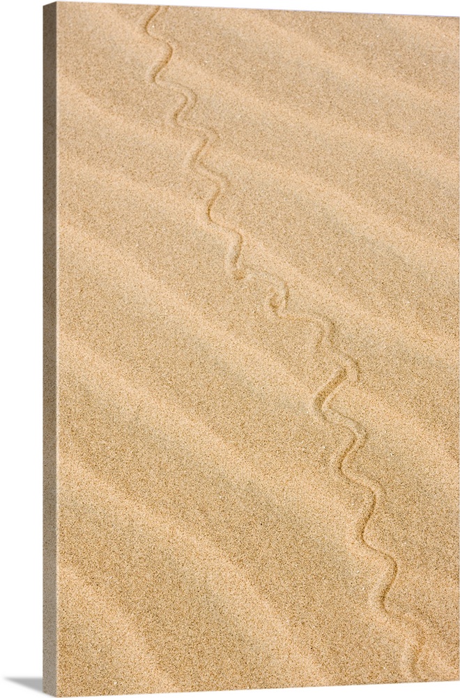 Africa, Namibia, Northwestern Namibia, Kaokoveld.  Reptile pattern on a sand dune.