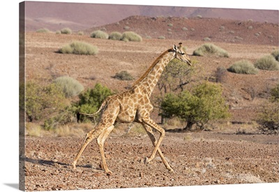 Africa, Namibia, Palmwag. Running giraffe.