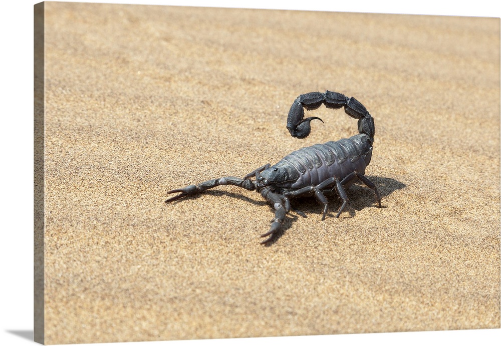 Africa, Namibia, Swakopmund, Black scorpion, Parabuthus sp.  Black scorpion moving across the sand.