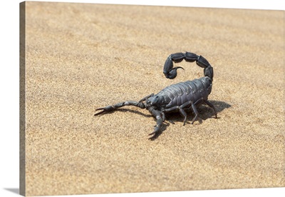 Africa, Namibia, Swakopmund, Black Scorpion