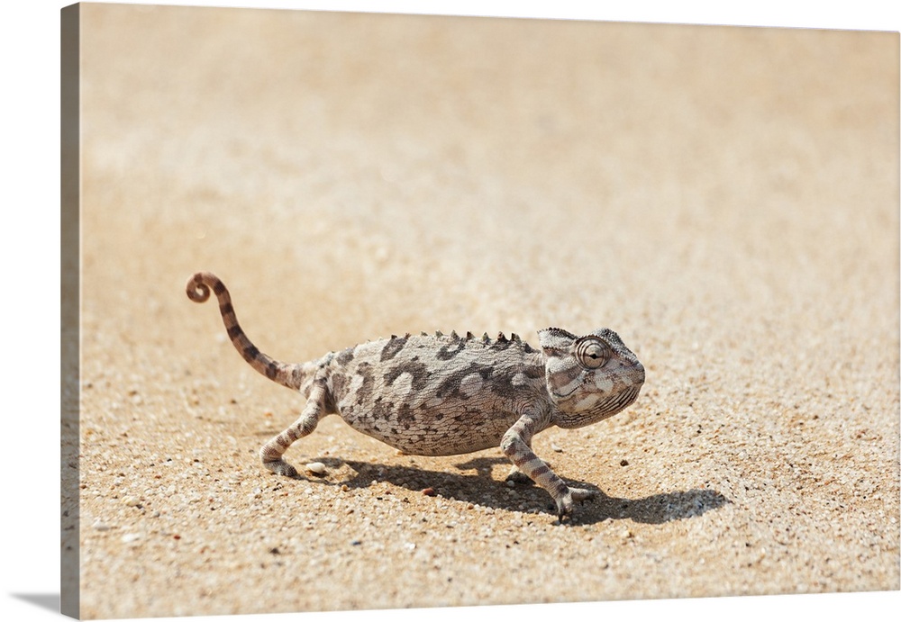 Africa, Namibia, Swakopmund, Namaqua Chameleon, Chamaeleo namaquensis.  Namaqua chameleon walking on the sand.