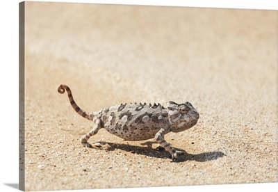 Africa, Namibia, Swakopmund, Namaqua Chameleon