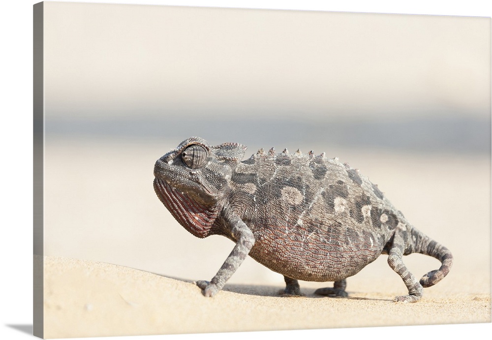 Africa, Namibia, Swakopmund, Namaqua Chameleon, Chamaeleo namaquensis.  Namaqua chameleon walking on the sand.