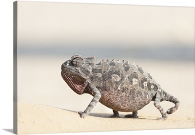 Africa, Namibia, Swakopmund, Namaqua Chameleon