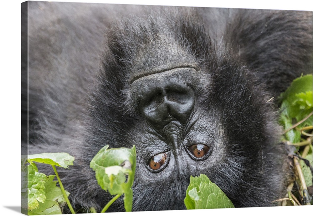 Africa, Rwanda, Musanze District, Volcanoes National Park, Ruhengeri, Kinigi. Gorilla, beringei beringei, Mountain gorilla.