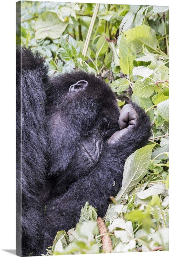 Africa, Rwanda, Musanze District, Volcanoes National Park, Ruhengeri, Kinigi. Gorilla, beringei beringei, Mountain gorilla.