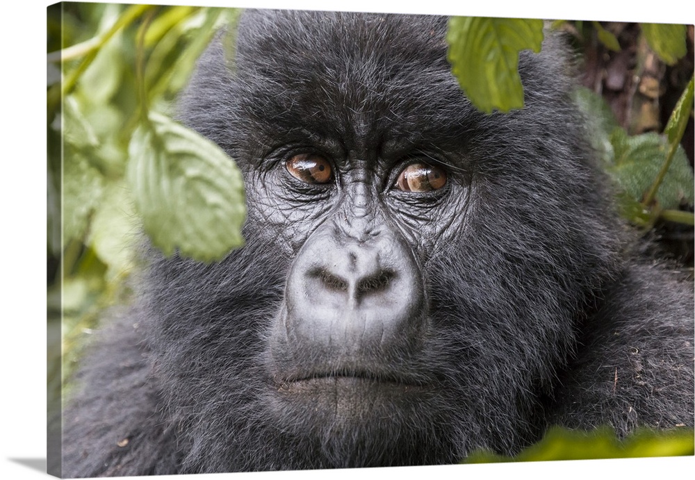 Africa, Rwanda, Musanze District, Volcanoes National Park, Ruhengeri, Kinigi. Gorilla, beringei beringei, Mountain gorilla.