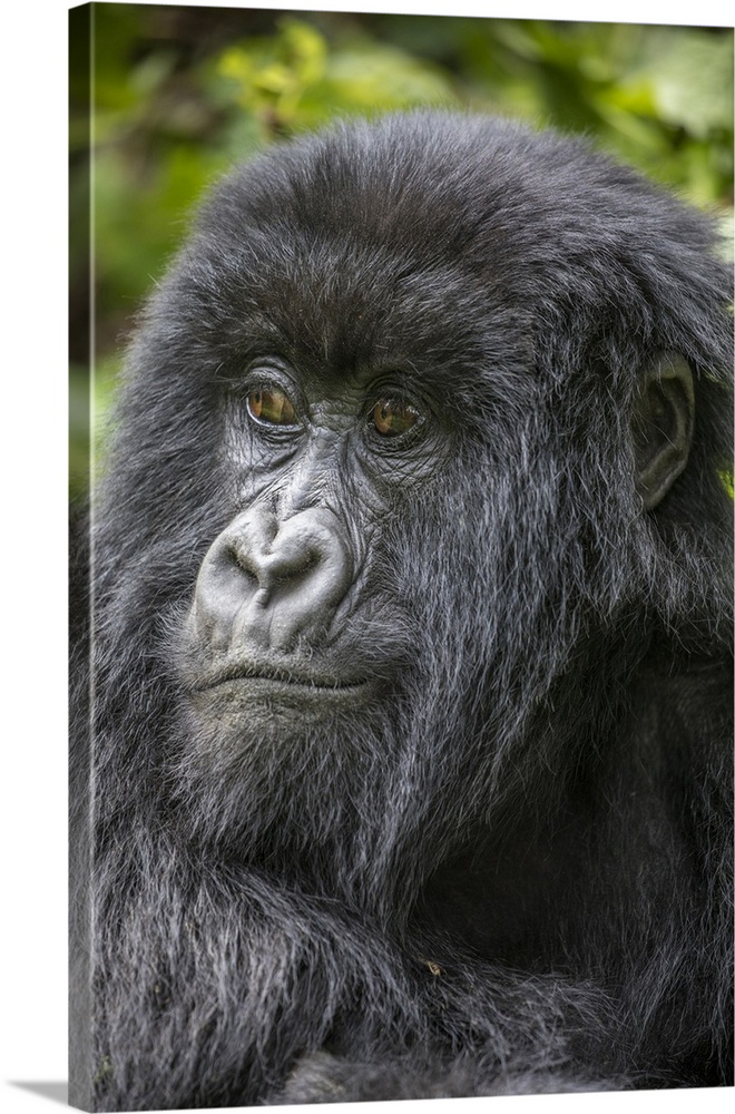 Africa, Rwanda, volcanoes national park, portrait of mountain gorilla (Gorilla Beringei Beringei) resting in rainforest in...