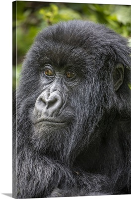 Africa, Rwanda, Portrait Of Mountain Gorilla Resting In Rainforest In Virunga Mountains