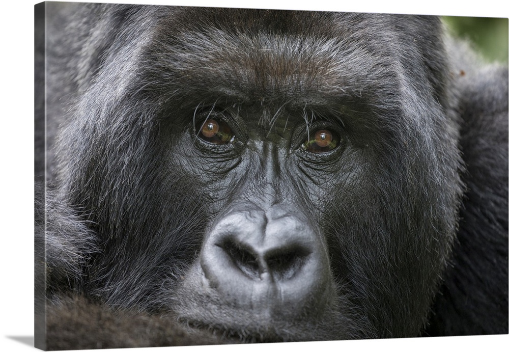 Africa, Rwanda, volcanoes national park, portrait of mountain gorilla (Gorilla Beringei Beringei) resting rainforest in Vi...