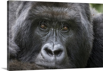 Africa, Rwanda, Portrait Of Mountain Gorilla Resting Rainforest In Virunga Mountains