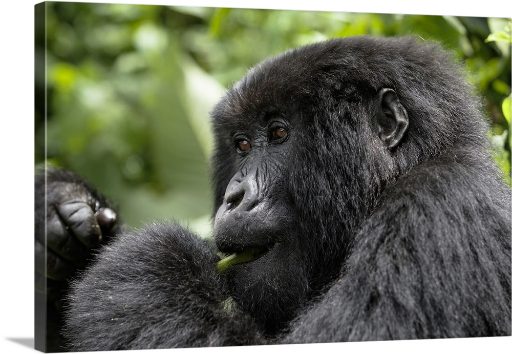 Africa, Rwanda, Volcanoes National Park, mountain gorilla, Gorilla beringei beringei.  Young female mountain gorilla eatin...