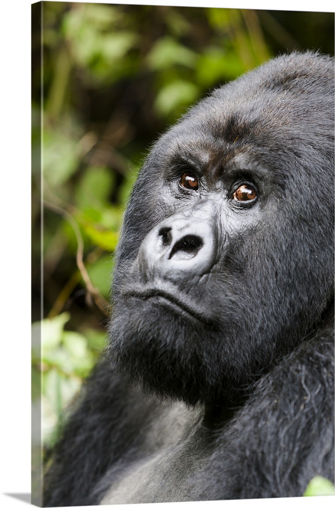 Africa, Rwanda, Volcanoes National Park, mountain gorilla, Gorilla beringei beringei.  Portrait of a silverback mountain g...