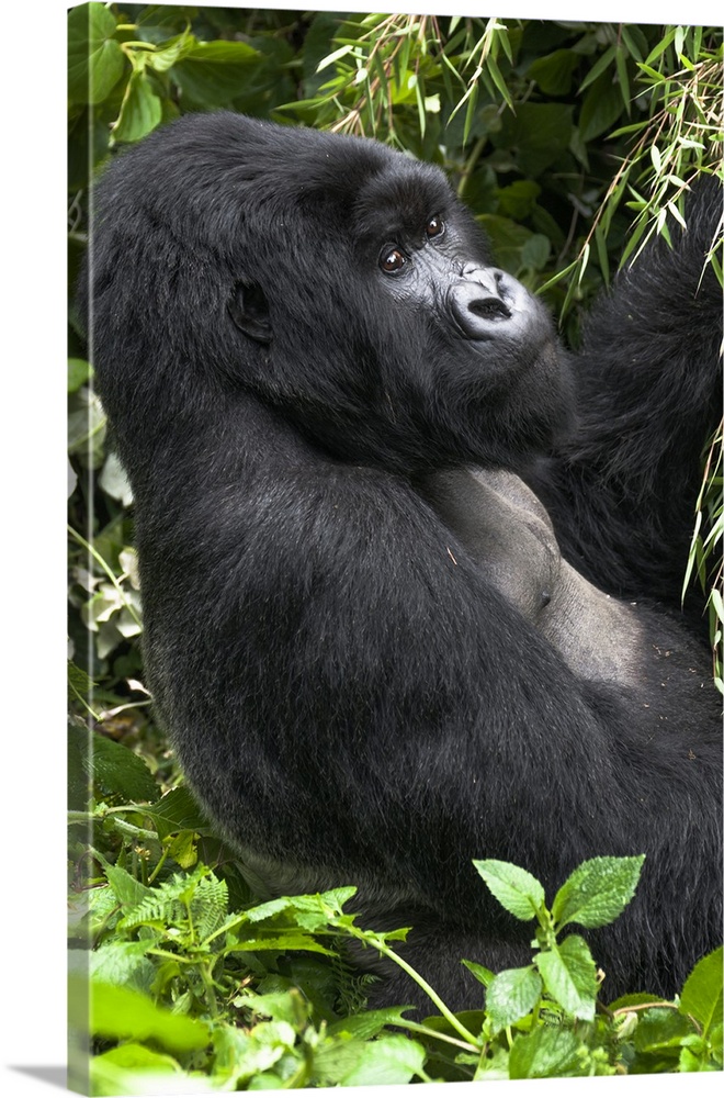 Africa, Rwanda, Volcanoes National Park, mountain gorilla, Gorilla beringei beringei.  Portrait of a silverback mountain g...