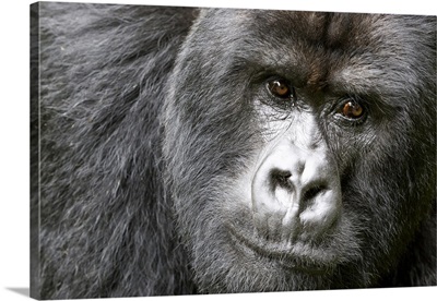 Africa, Rwanda, Volcanoes National Park, Mountain Gorilla