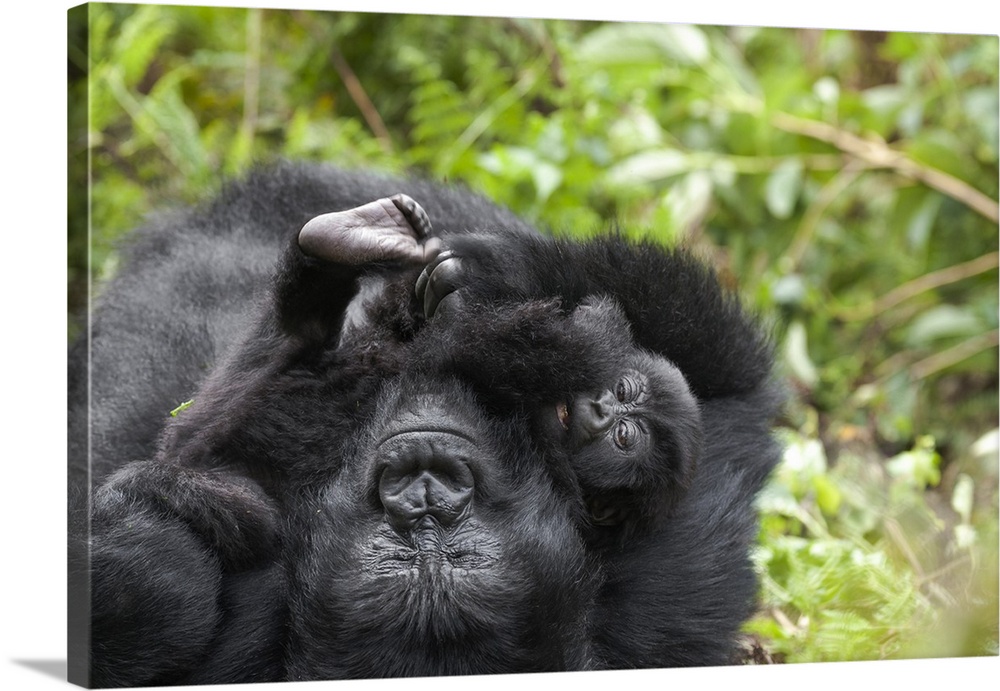 Africa, Rwanda, Volcanoes National Park, Mountain Gorilla, Gorilla beringei beringei.  Female mountain gorilla cuddling it...