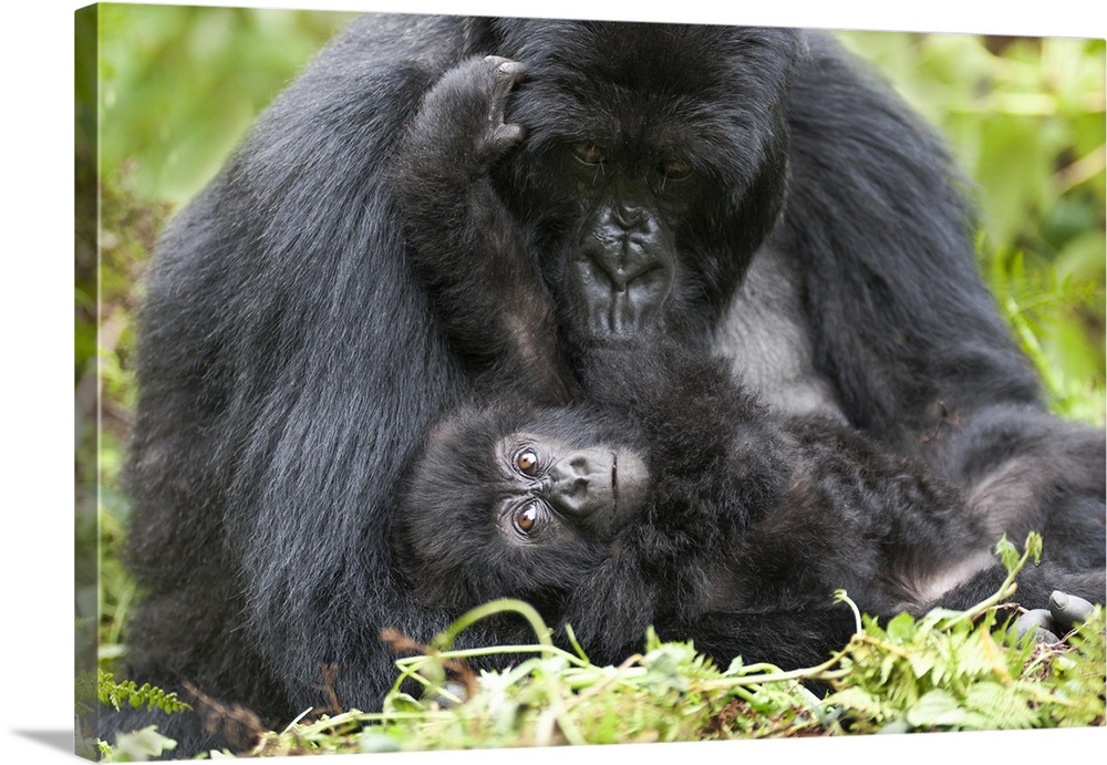 Africa, Rwanda, Volcanoes National Park, mountain gorilla, Gorilla beringei beringei.  Female mountain gorilla with her yo...