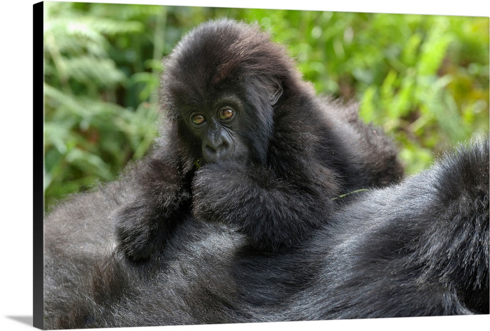 Africa, Rwanda, Volcanoes National Park, mountain gorilla, Gorilla beringei beringei, Young mountain gorilla playing on it...