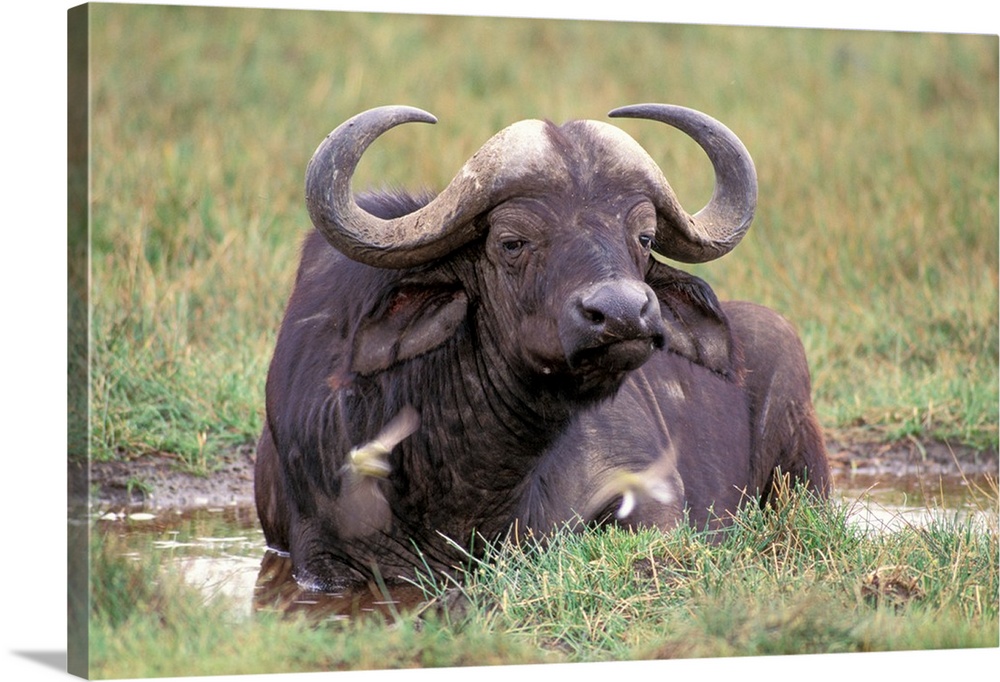 Africa, Safari, Water Buffalo.