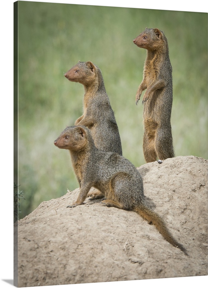 Africa, Tanzania. A family of pygmy mongoose keeps vigil from atop an ant hill in the Serengeti. Africa, Tanzania.