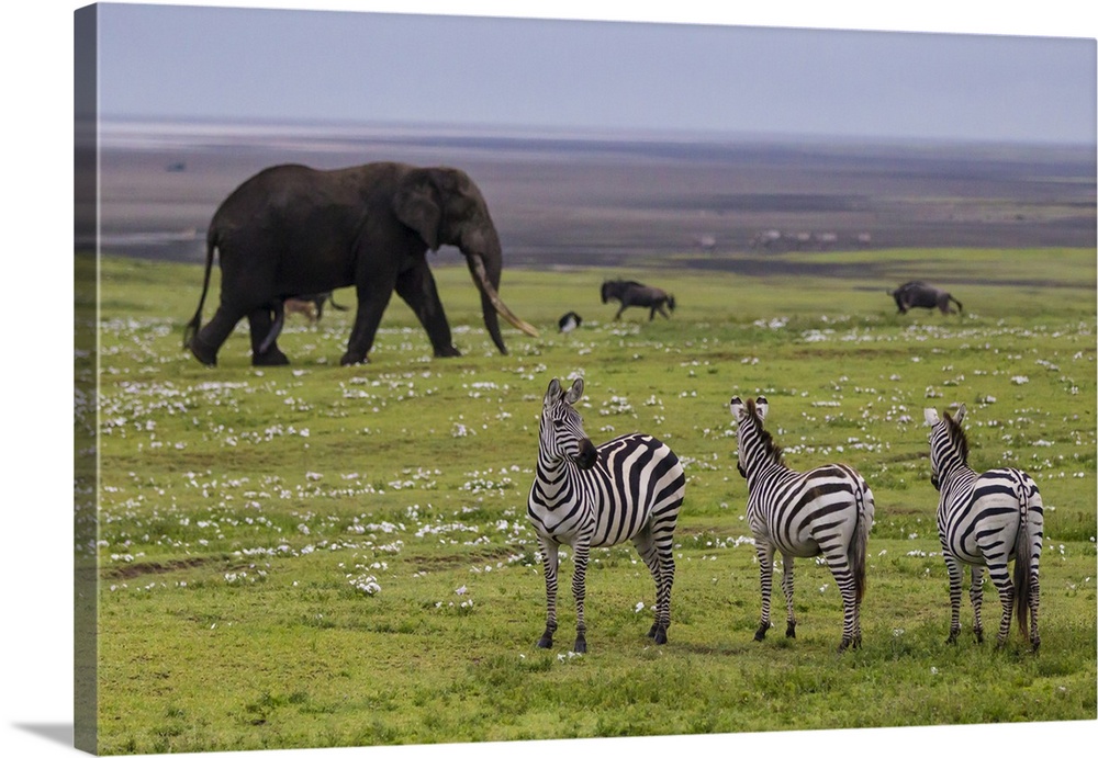 Africa. Tanzania. African elephant (Loxodonta africana) at the crater in the Ngorongoro Conservation Area.