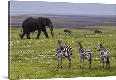 Africa, Tanzania. African Elephant