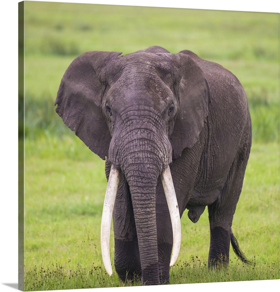 Africa. Tanzania. African elephant (Loxodonta africana) at the crater in the Ngorongoro Conservation Area.