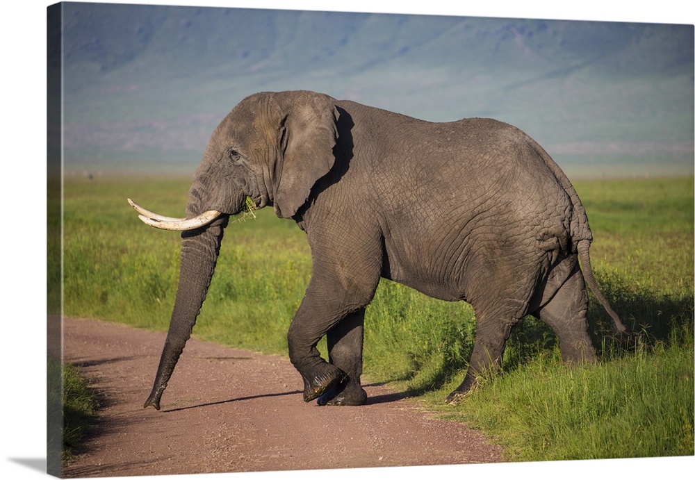 Africa. Tanzania. African elephant (Loxodonta africana) at the crater in the Ngorongoro Conservation Area.