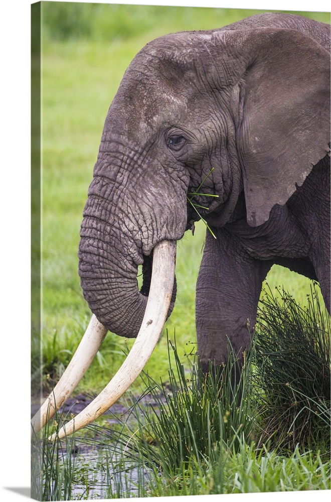 Africa. Tanzania. African elephant (Loxodonta africana) at the crater in the Ngorongoro Conservation Area.