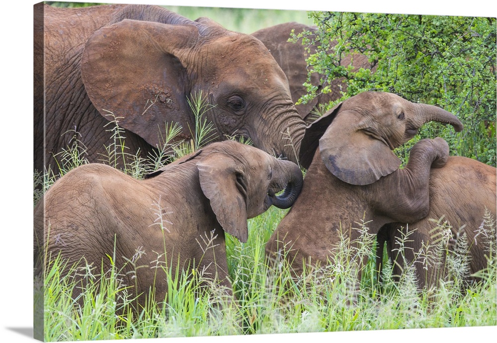 Africa. Tanzania. African elephants (Loxodonta africana) at Tarangire NP.