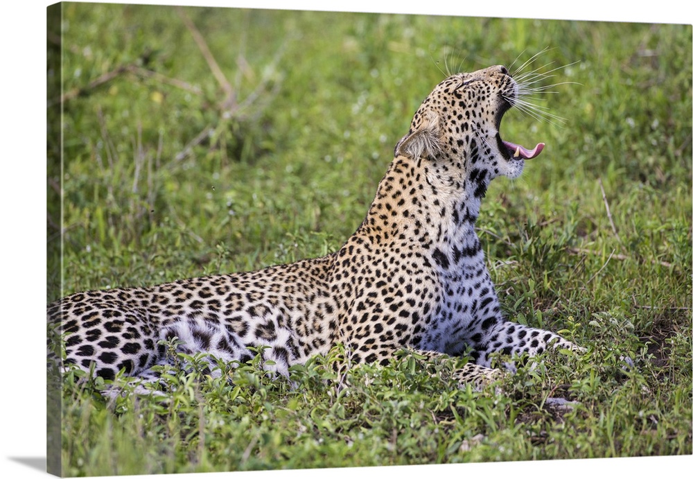 Africa. Tanzania. African leopard (Panthera pardus) yawning in Serengeti NP.