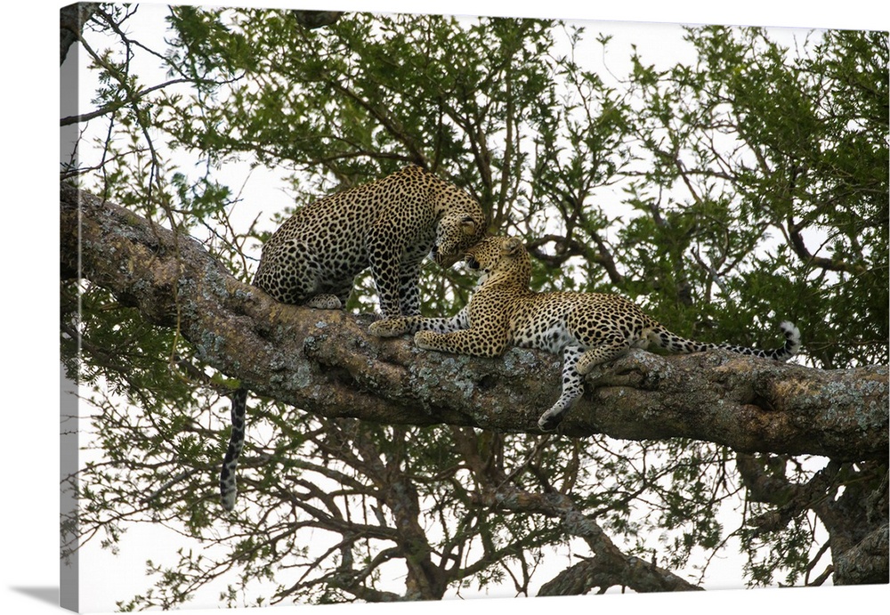 Africa. Tanzania. African leopards  (Panthera pardus) in a tree in Serengeti NP.