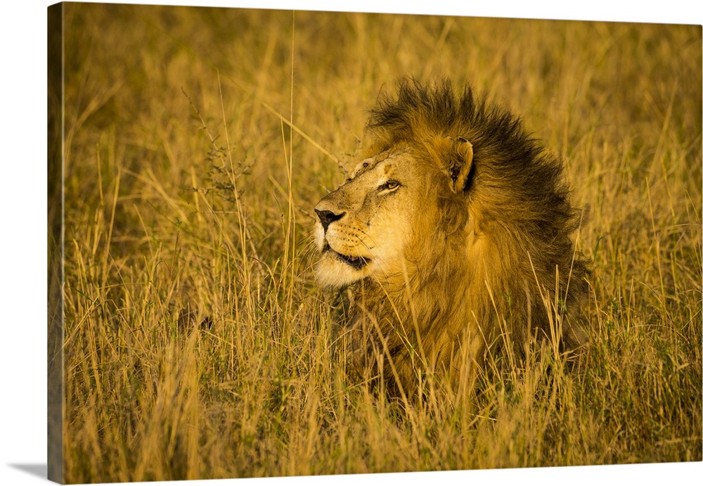 Africa. Tanzania. African lion male (Panthera leo) in Serengeti NP.