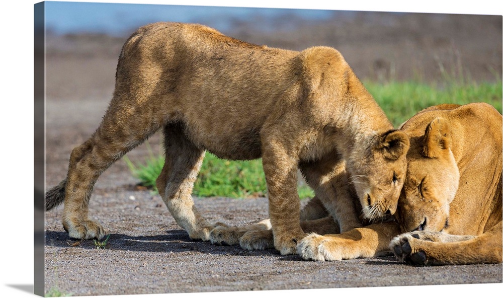 Africa. Tanzania. African lions (Panthera leo) at Ndutu in Serengeti NP.