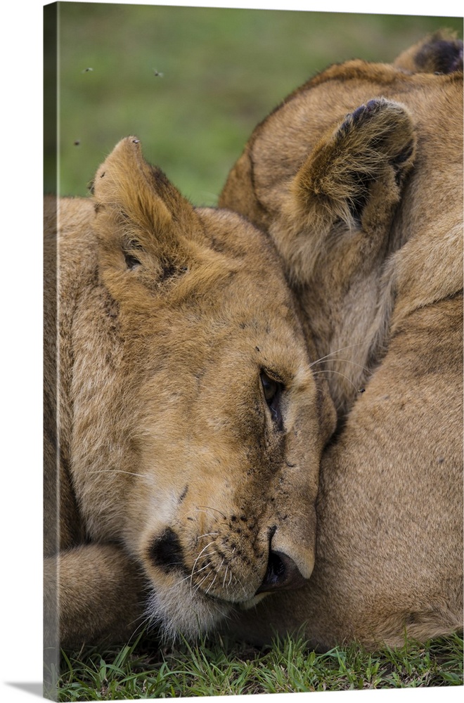 Africa. Tanzania. African lions (Panthera leo) at Ndutu in Serengeti NP.