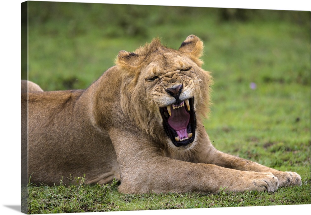 Africa. Tanzania. African lions (Panthera leo) at Ndutu in Serengeti NP.