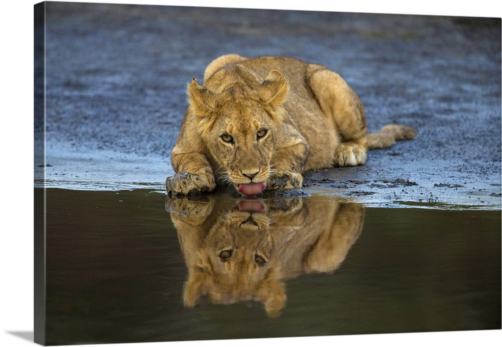 Africa. Tanzania. African lions (Panthera leo) at Ndutu in Serengeti NP.