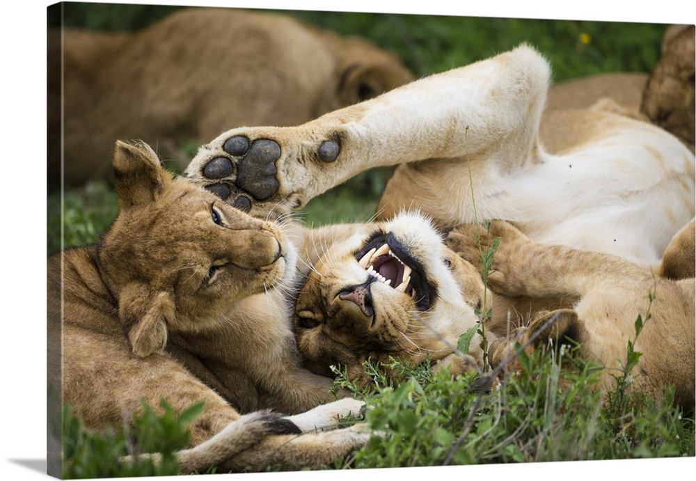 Africa. Tanzania. African lions (Panthera leo) at Ndutu in Serengeti NP.