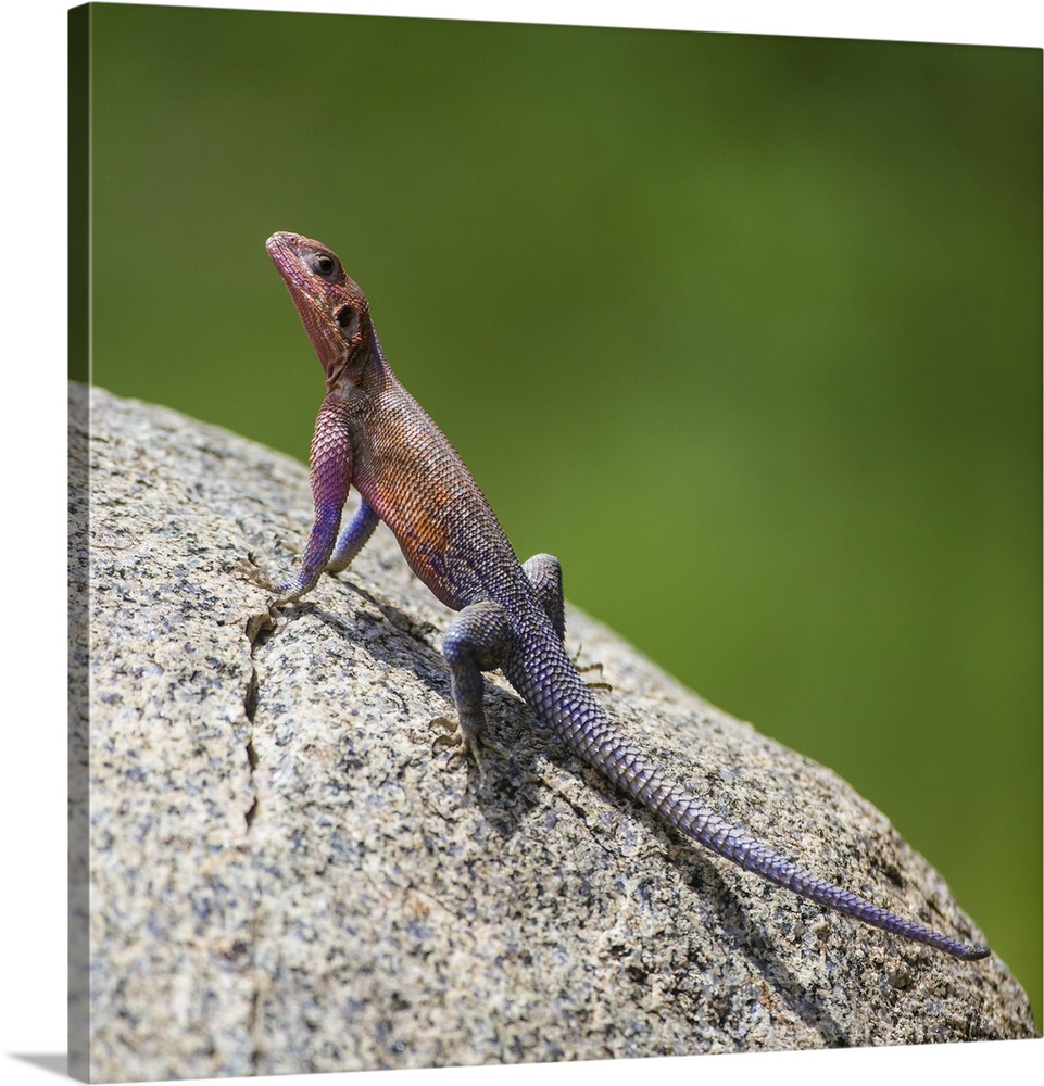 Africa. Tanzania. Agama (Agama agama) lizard in Serengeti NP.