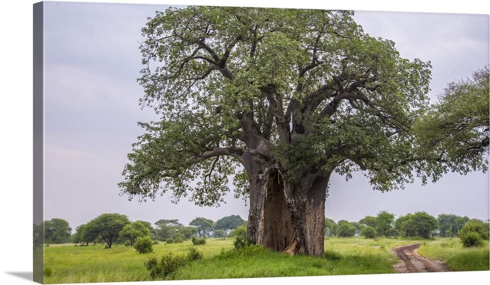 Africa. Tanzania. Baobab (Adansonia digitata) tree in Tarangire NP.